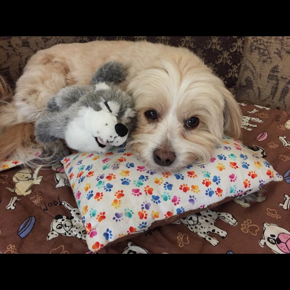 Bundle 3 dog 🐶 items for 10% off / read m… - Picture 9 of 16